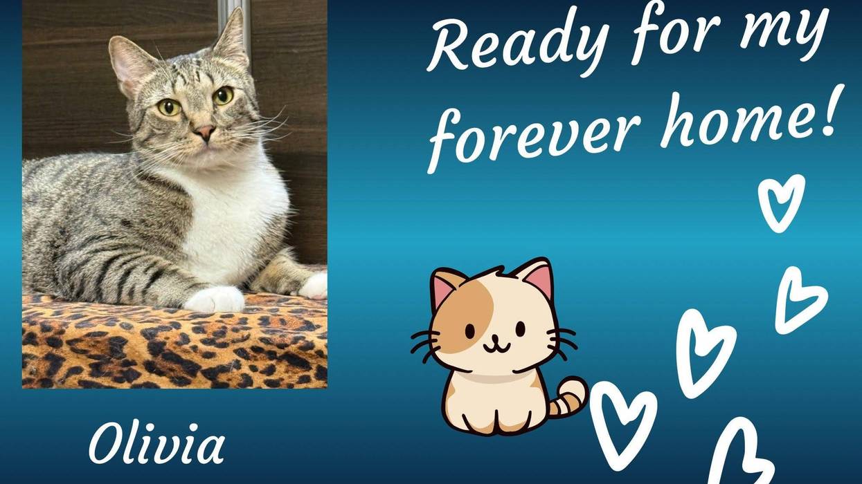 Olivia, a three and a half year old gray tabby cat