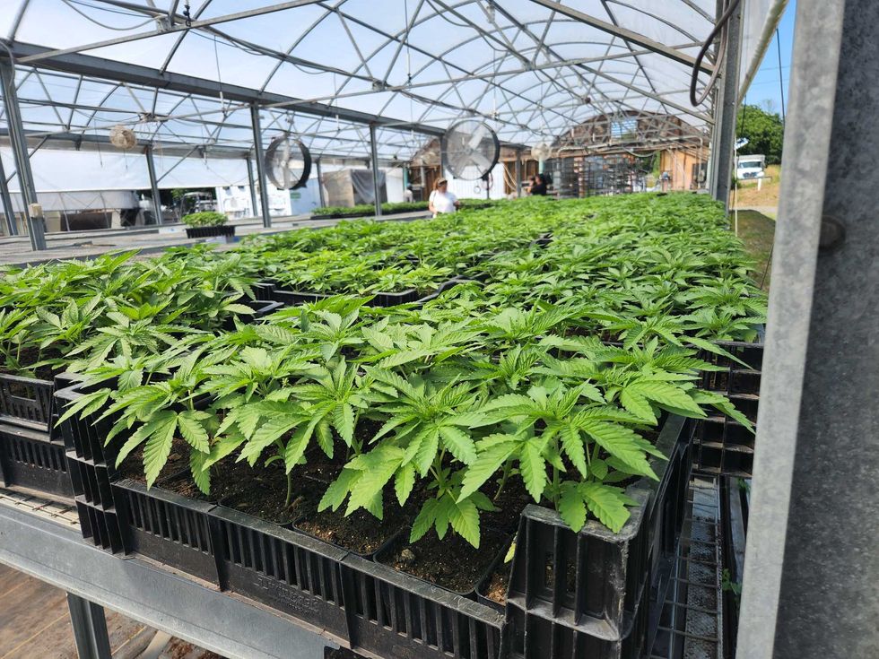 On Hepworth Farms, cannabis is grown outdoors in individual pots until each plant is mature enough to be planted in the field. The plants pictured here are about to be planted.