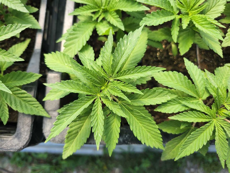 On Hepworth Farms, cannabis is grown outdoors in individual pots until each plant is mature enough to be planted in the field. The plants pictured here are about to be planted.