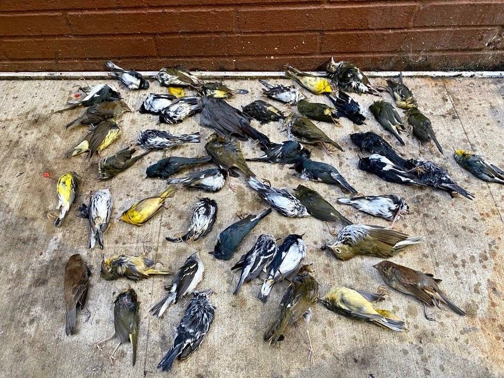 On Oct. 2, 2020, thousands of birds were killed in Center City after striking buildings.