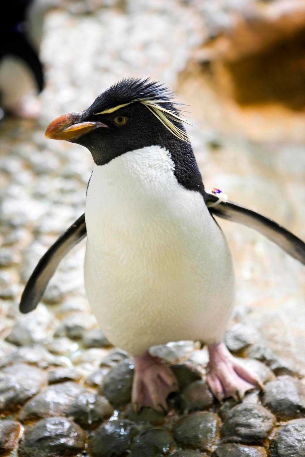 On Sunday, the Shedd Aquarium