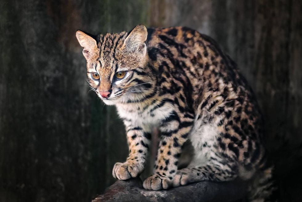 Oncilla (Leopardus tigrinus) - Central and South American spotted wild cat