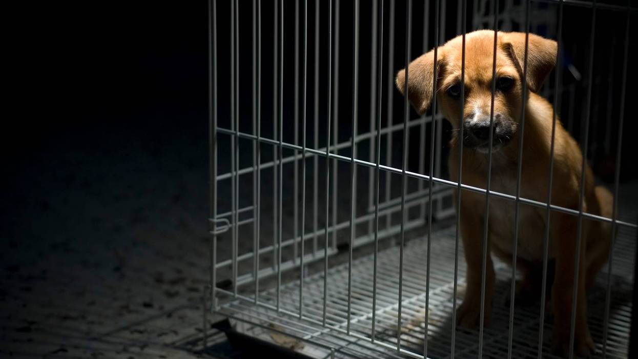 One councilmember in St. Clair Shores hopes to further crack down on animal breeding mills by adopting a Humane Society ordinance within the city.