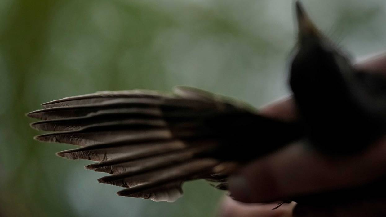 One Good Thing Birds of Spring