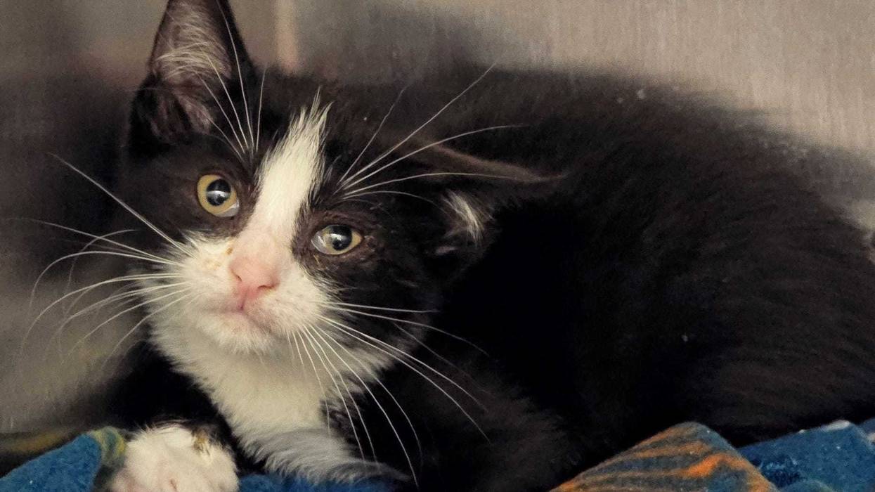One kitten survived the ordeal and was cared for at a veterinary center over the summer