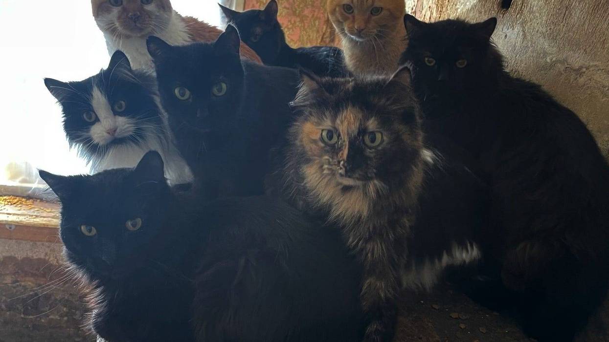 One Metro Detroit cat rescue is asking for help after dozens of felines from a local home ended up in their care this week.