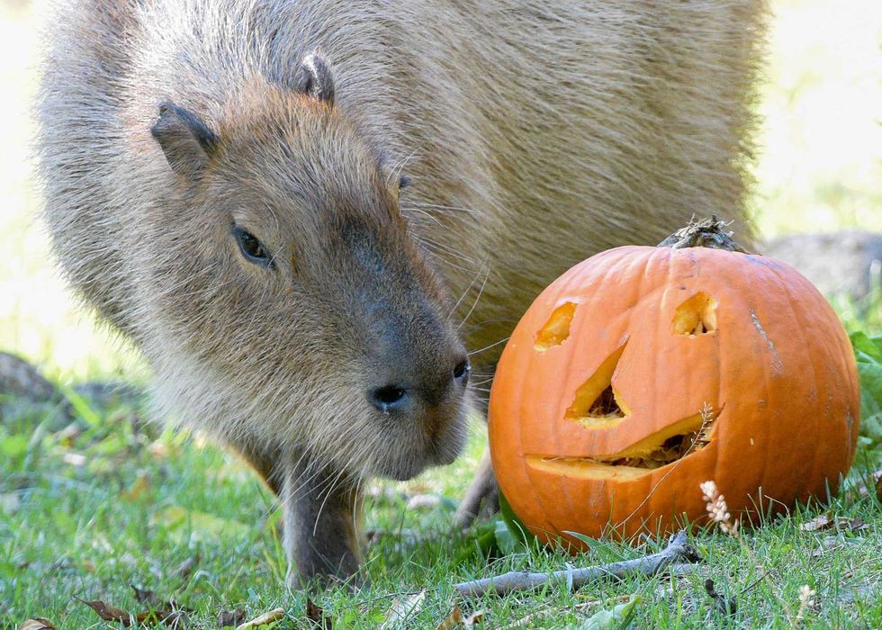 One of Brookfield Zoo\u2019s capybaras eyeing a carved out pumpkin.