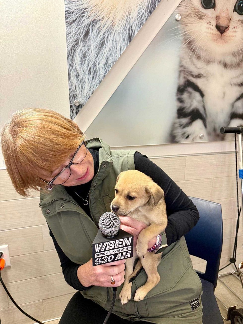 One of many puppies up for adoption at the SPCA Serving Erie County