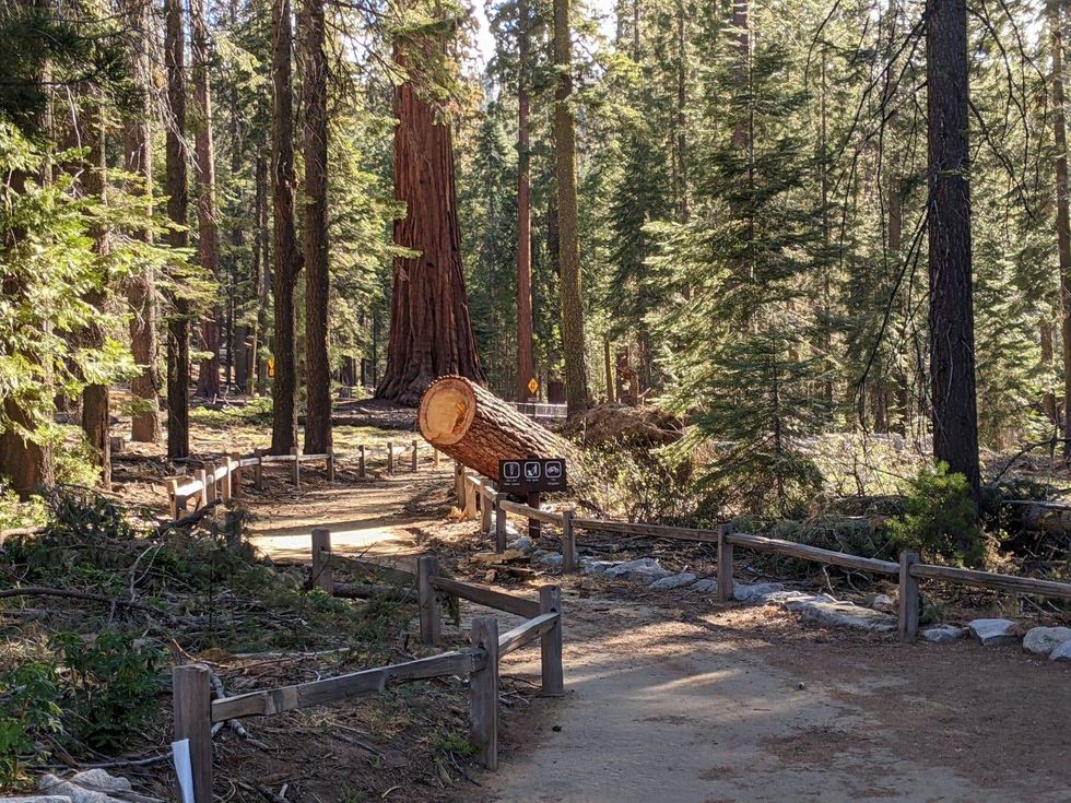 One of many similar sights in Mariposa Grove.