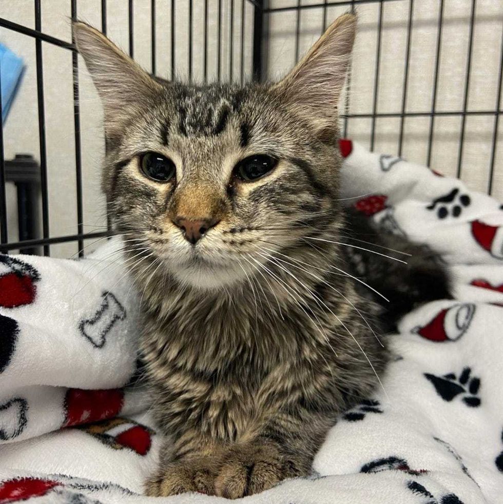One of nine neglected cats who officials said was found in the home
