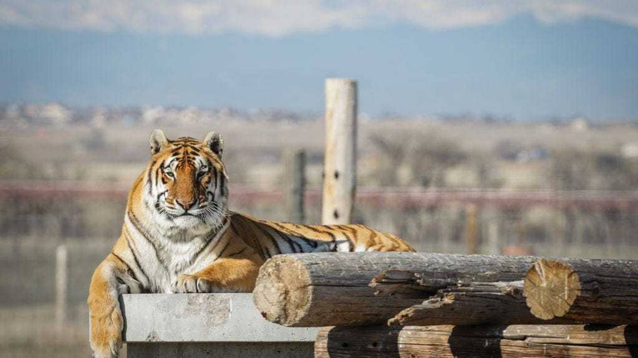 One of the 39 tigers rescued in 2017 from Joe Exotic's G.W. Exotic Animal Park relaxes in its enclosure at the Wild Animal Sanctuary on April 5, 2020 in Keenesburg, Colorado. Exotic, star of the wildly successful Netflix docu-series Tiger King, is currently in prison for a murder-for-hire plot and surrendered some of his animals to the Wild Animal Sanctuary. The Sanctuary cares for some 550 animals on two expansive reserves in Colorado. (Photo by Marc Piscotty/Getty Images)