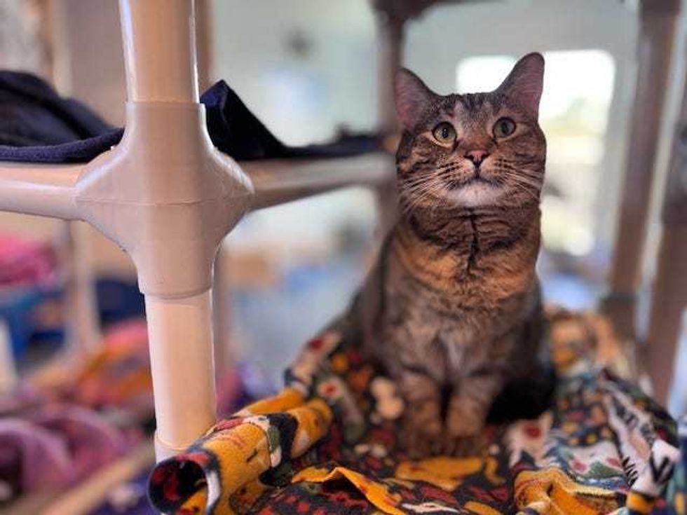 One of the cats at Barb