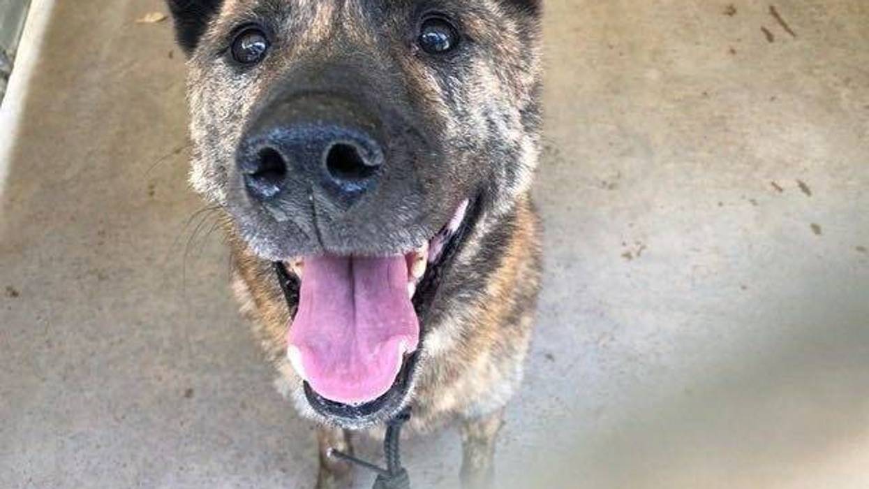 One of the dogs rescued at the Animal Welfare Association