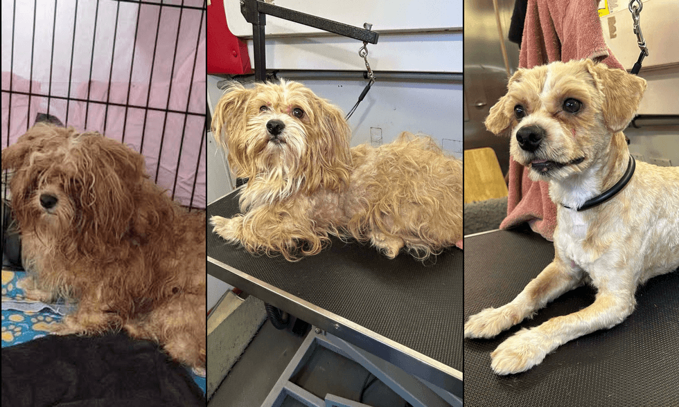 One of the dogs underwent a stunning transformation since he was found