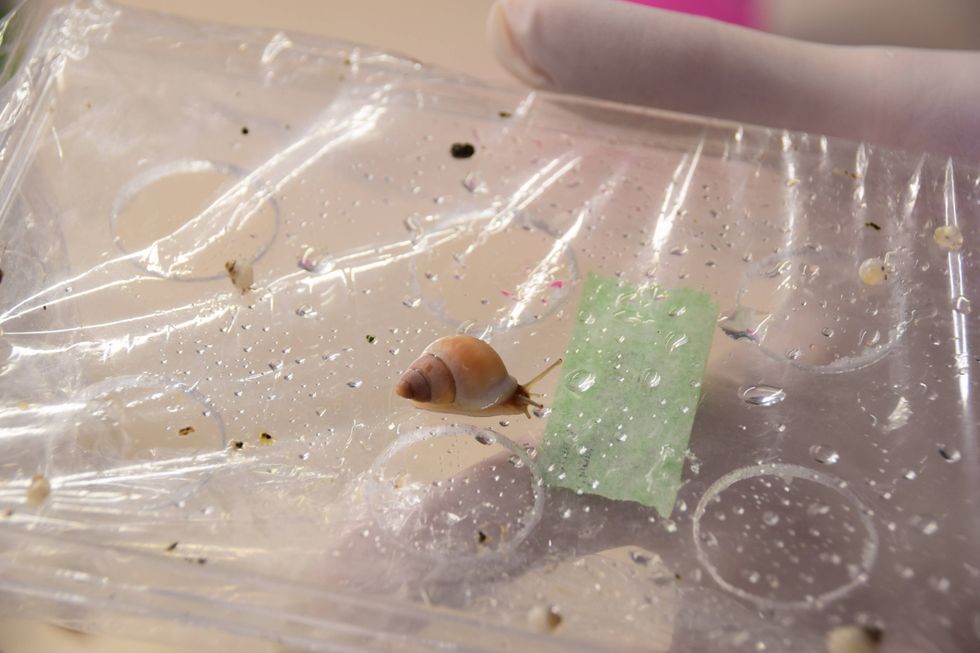 One of the endangered humped tree snails (Partula Gibba) that is now at the St. Louis Zoo