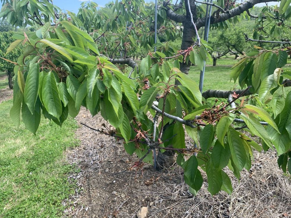 Linvilla Orchards apple, peach harvests devastated by late April frost