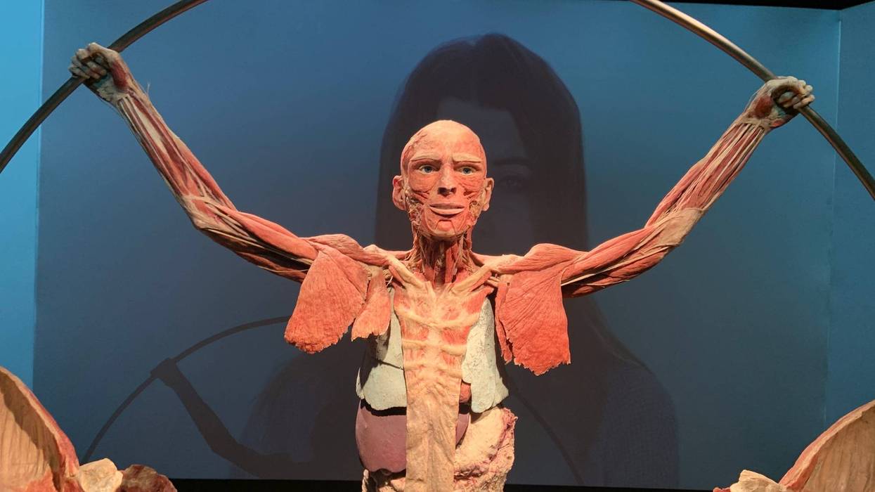 One of the many real-life preserved bodies in the Body Worlds: Vital exhibit.