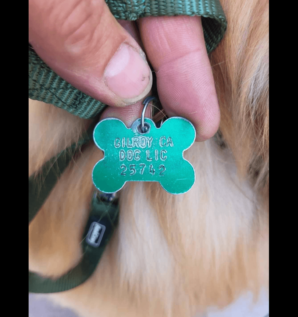 One of the photos sent via Facebook to the Gilroy Police Foundation when Benny was found, showing his "Gilroy, CA" tag.