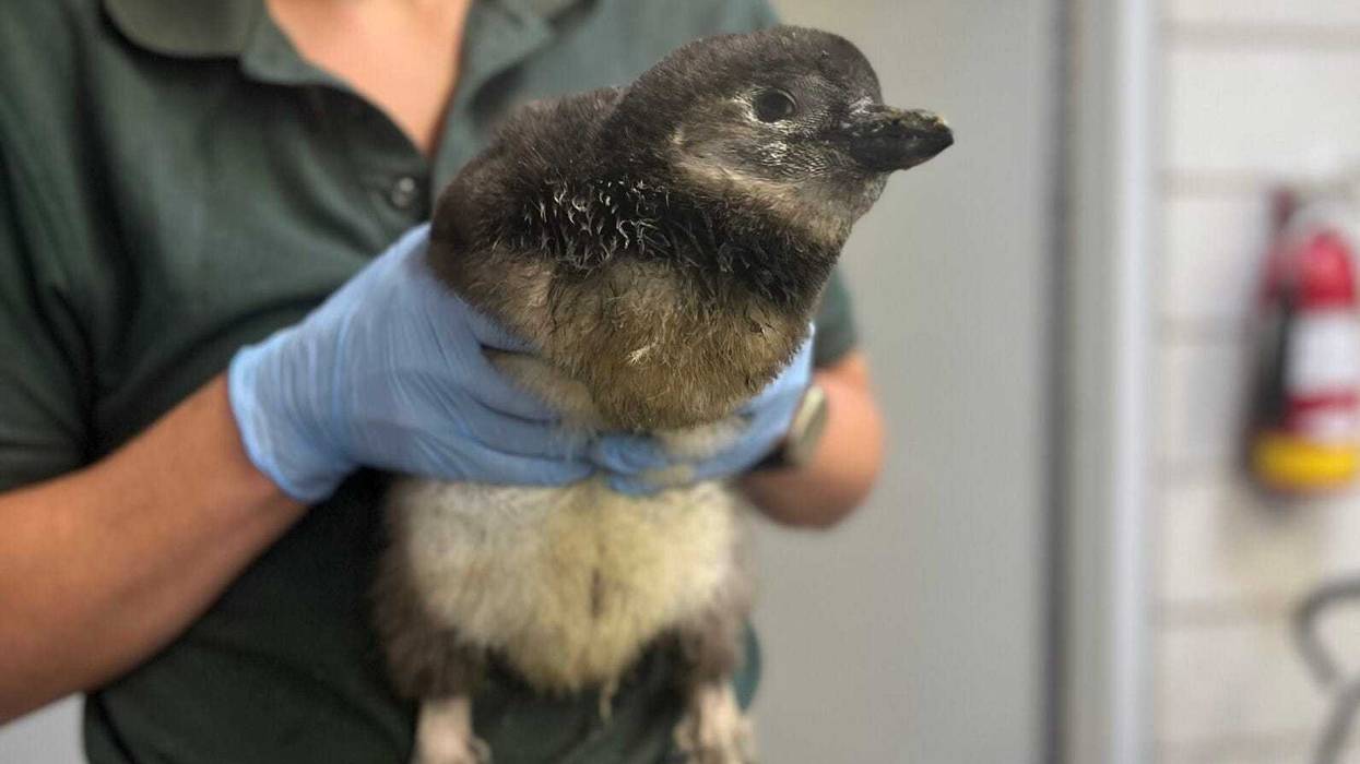 One of the two African penguin chicks that hatched at the Lincoln Park Zoo in June 2024.