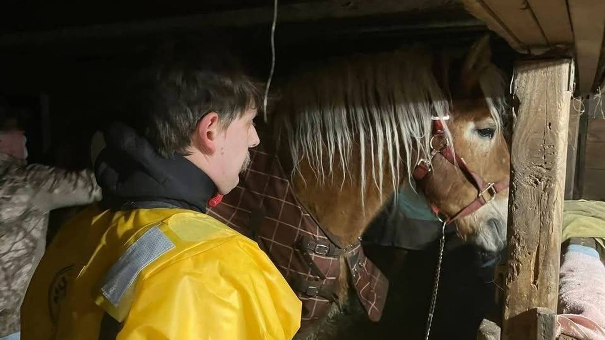 One of the two rescued horses.