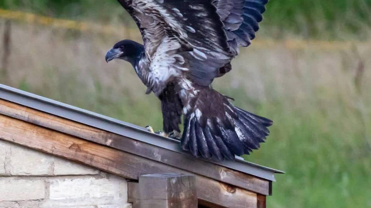 One of three "baby" eagles nesting near White Rock Lake in Dallas