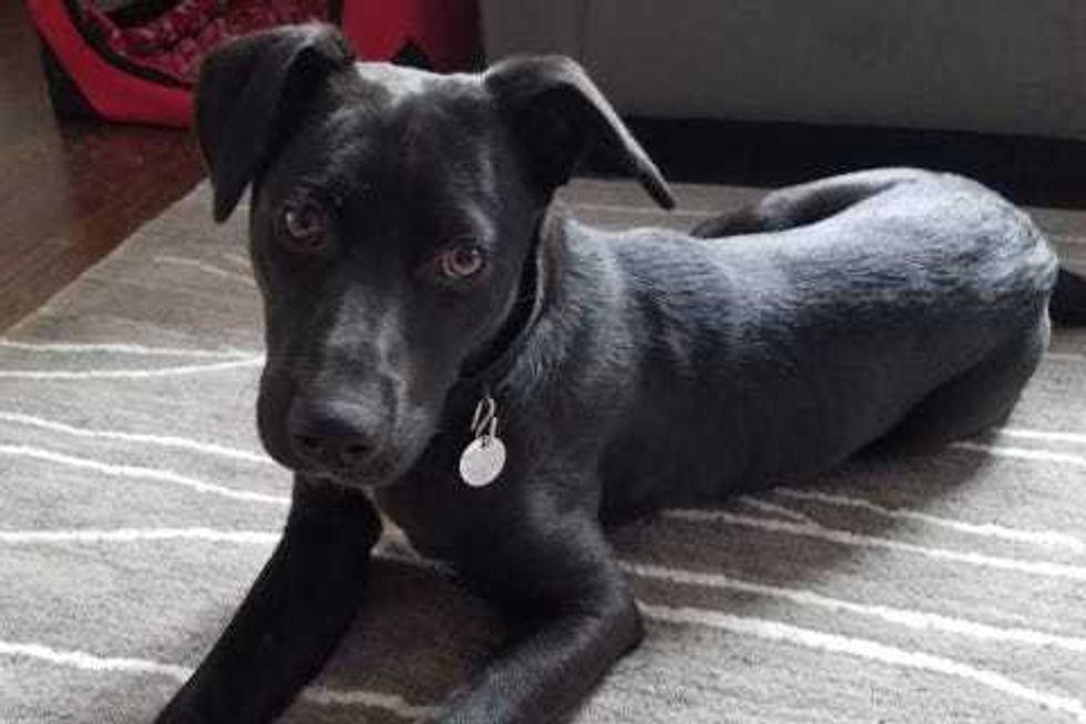 Onyx is a 10-month-old, female Shepard mix. She weighs 46.2 pounds.