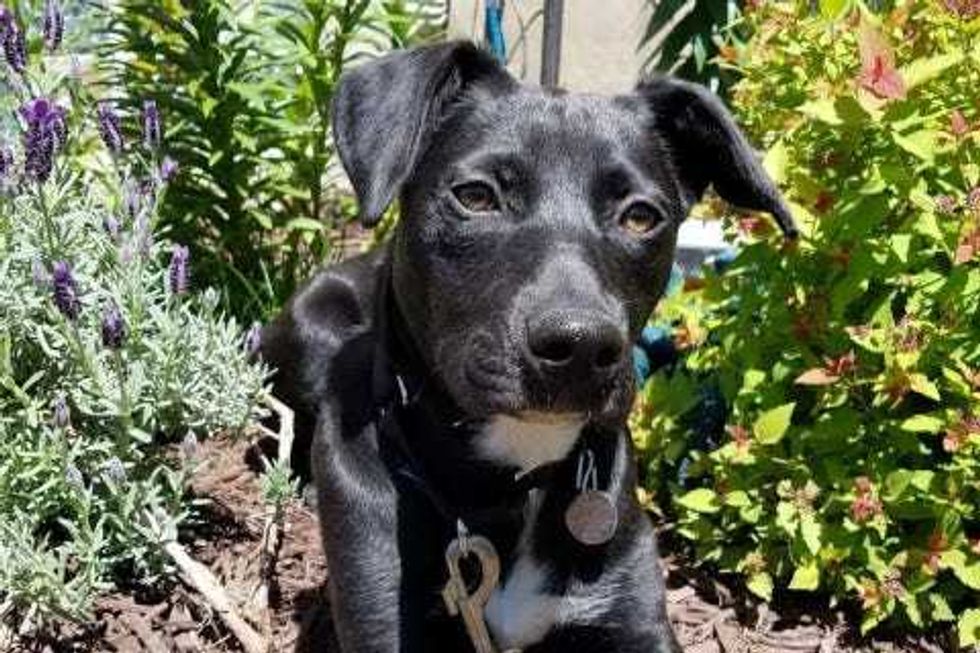 Onyx is a 10-month-old, female Shepard mix. She weighs 46.2 pounds.