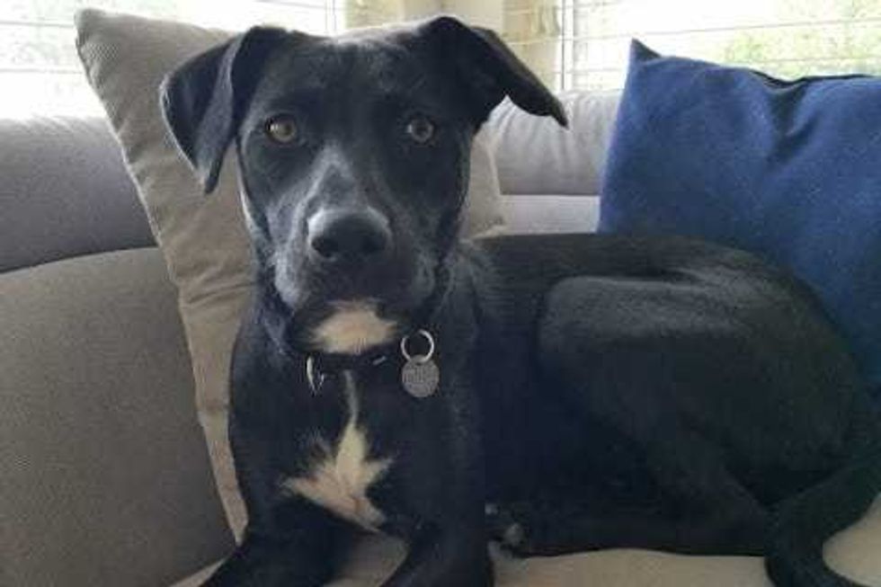 Onyx is a 10-month-old, female Shepard mix. She weighs 46.2 pounds.