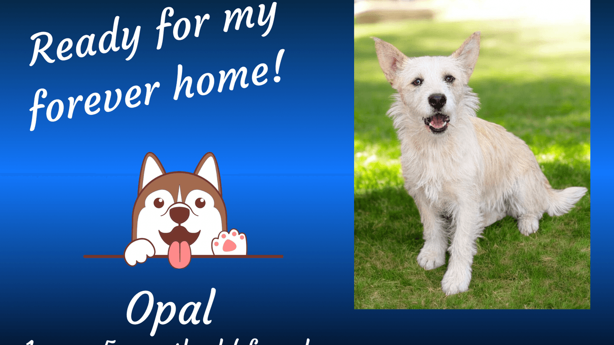 Opal, a year and a half old wheaten-colored small to medium mixed breed dog
