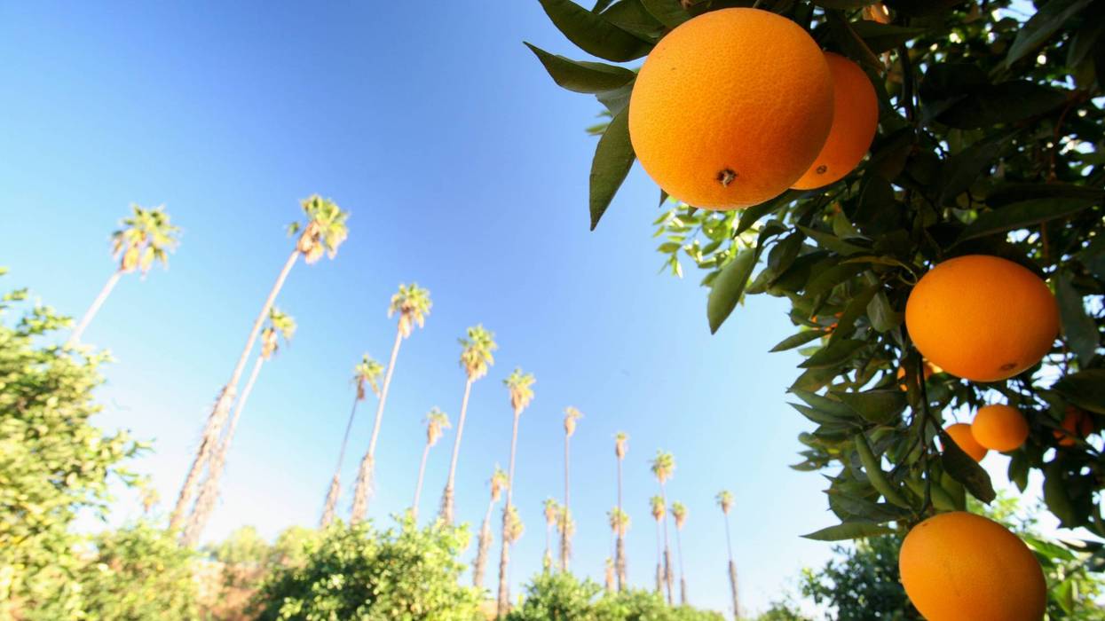 Orange tree and fruit