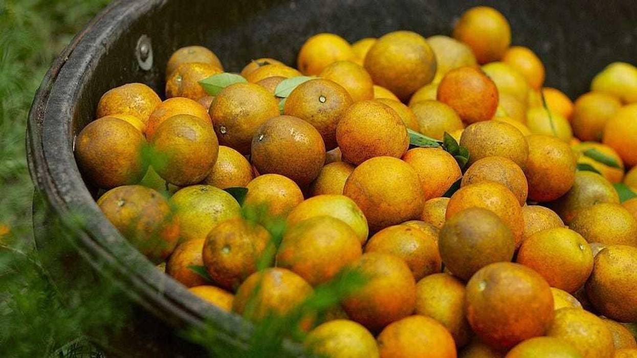 Oranges harvested by workers for Sorrells Brothers Packing Co., Inc wait for transport from the fields July 13, 2006 in Arcadia, Florida.