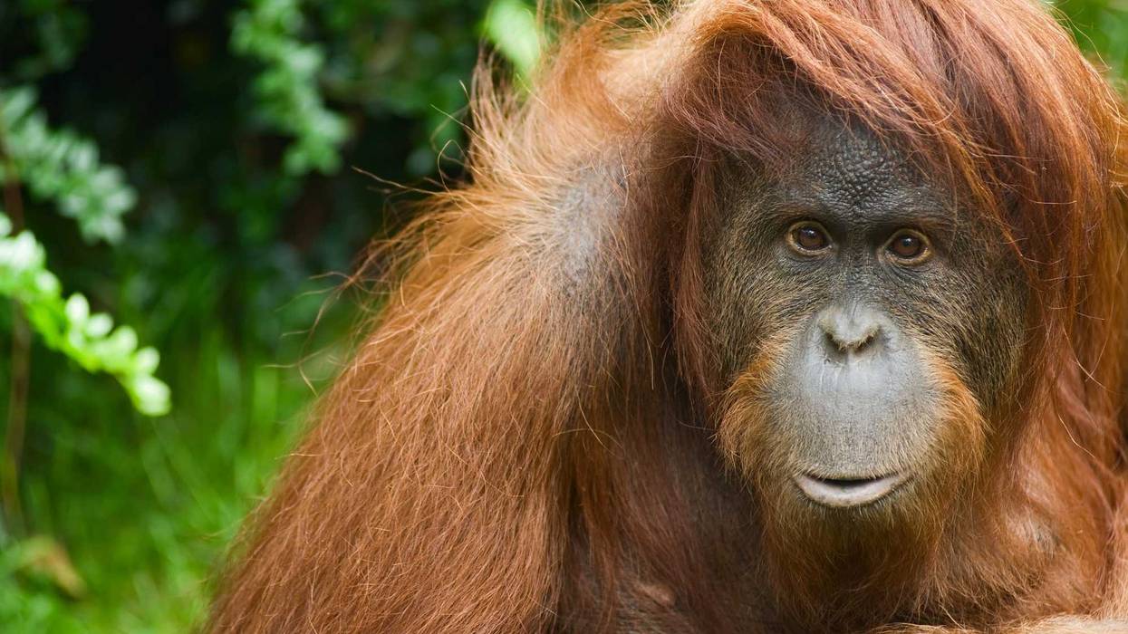 Orangutan