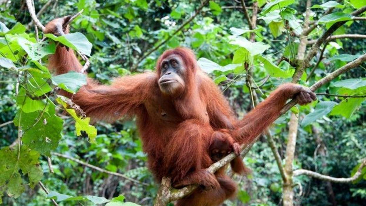 Orangutan