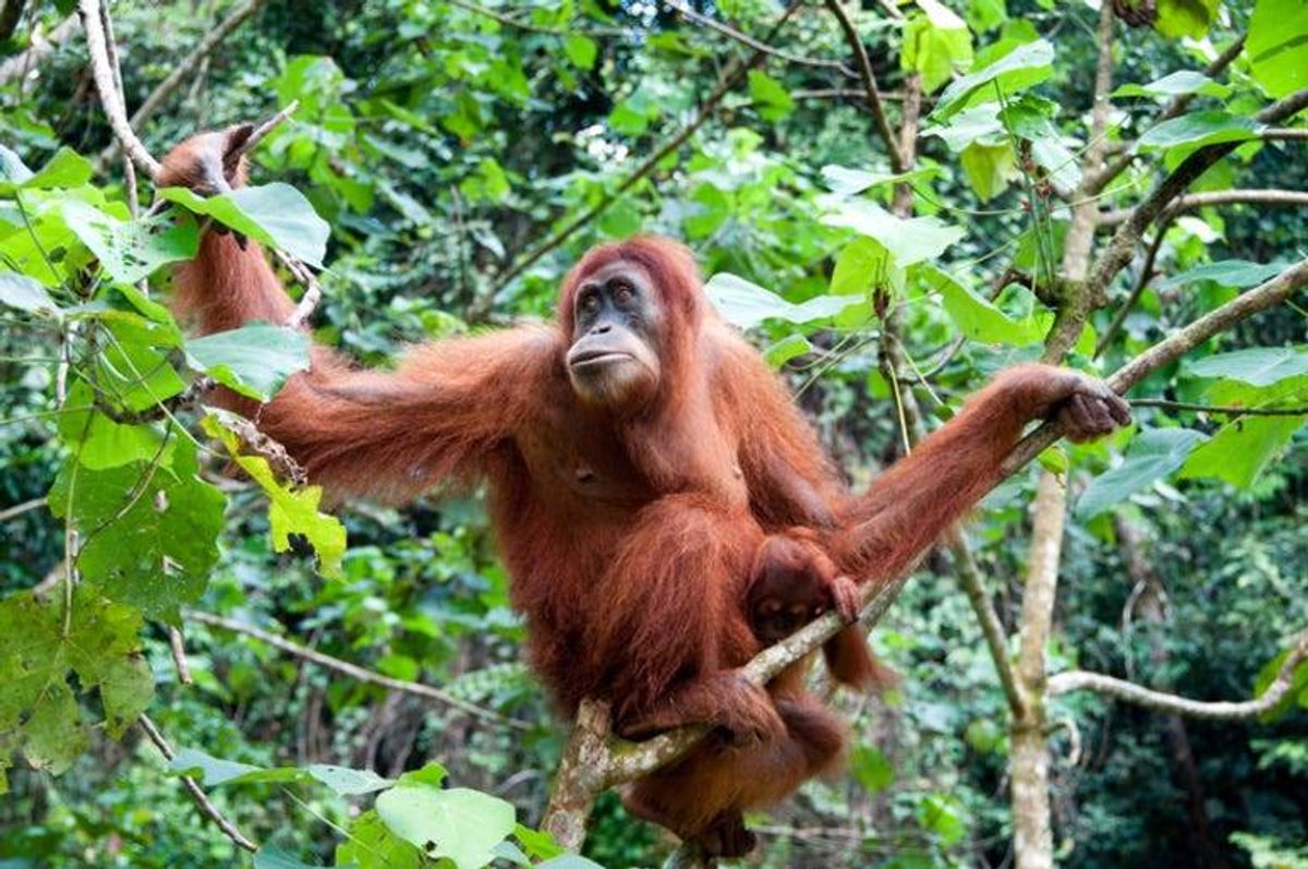 Orangutan
