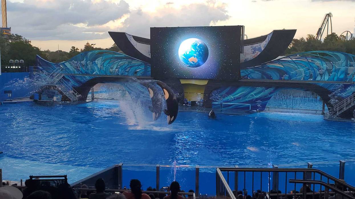 orcas jumping in a pool during a theme park performance