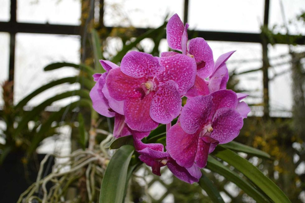 Orchid at Lincoln Park Conservatory