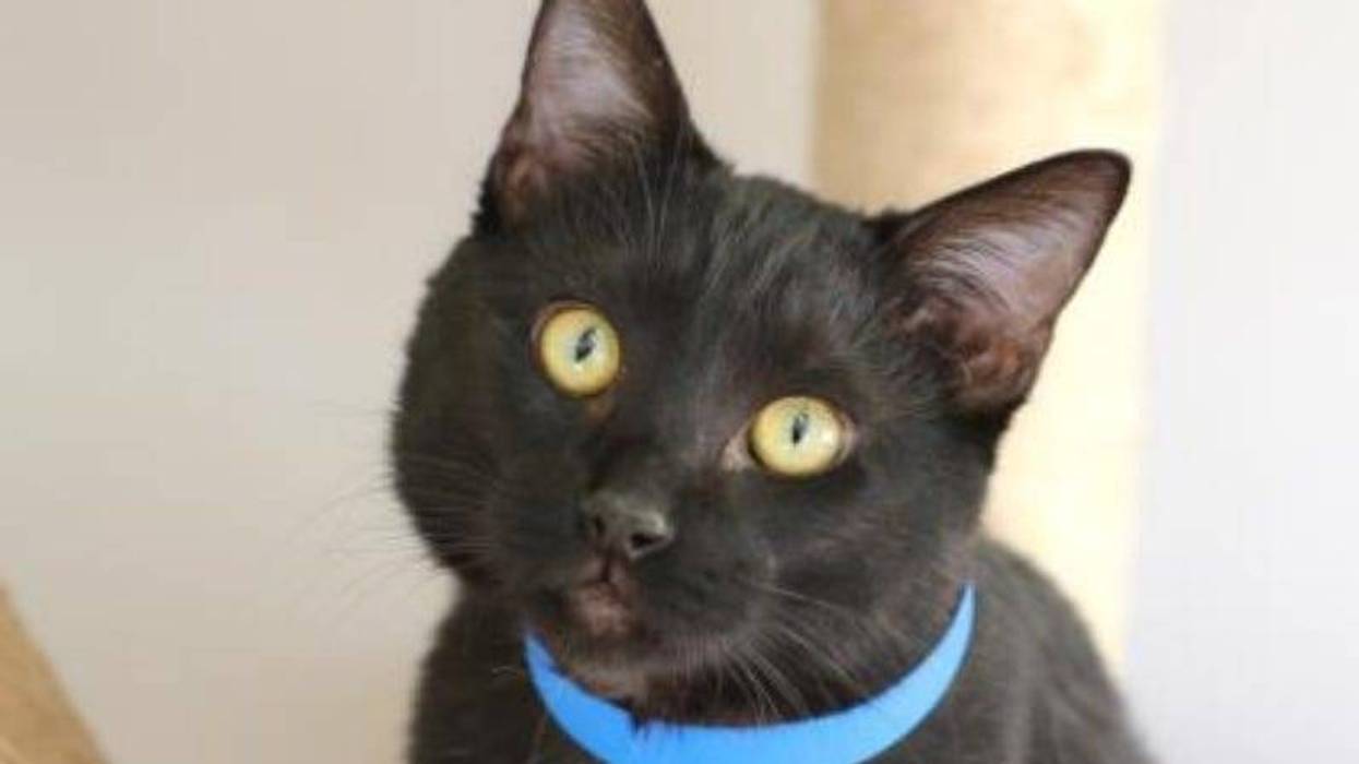 Oreo @ Austin Humane Society 11/6/24