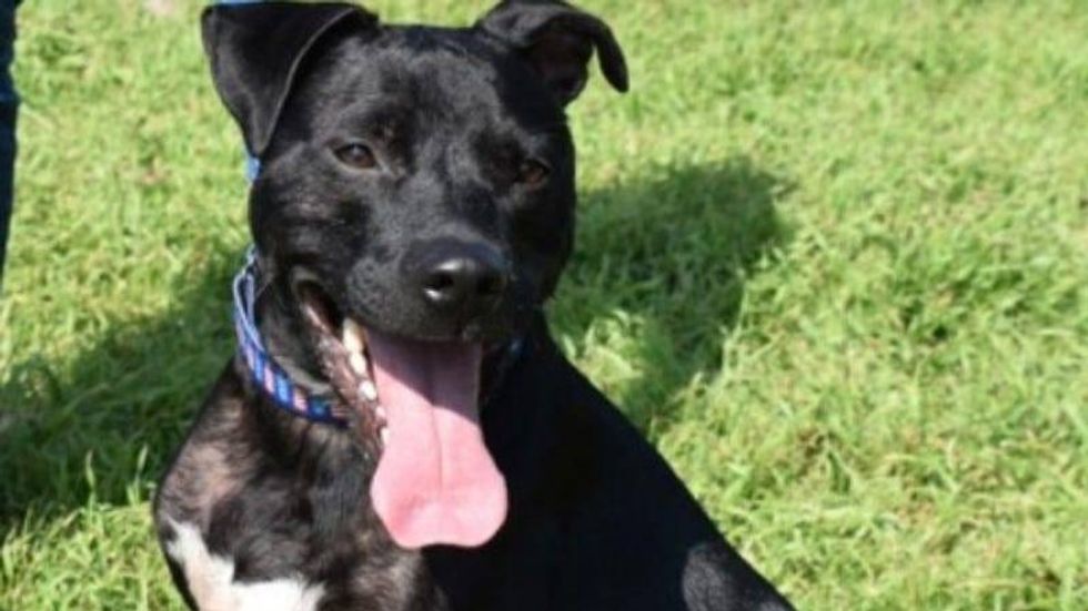 Oreo @ Austin Humane Society 2/22/23