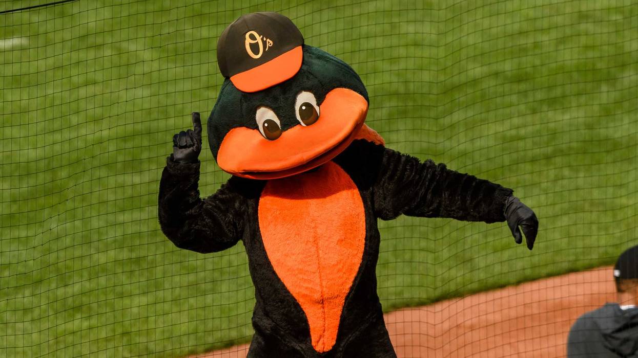 Oriole Bird