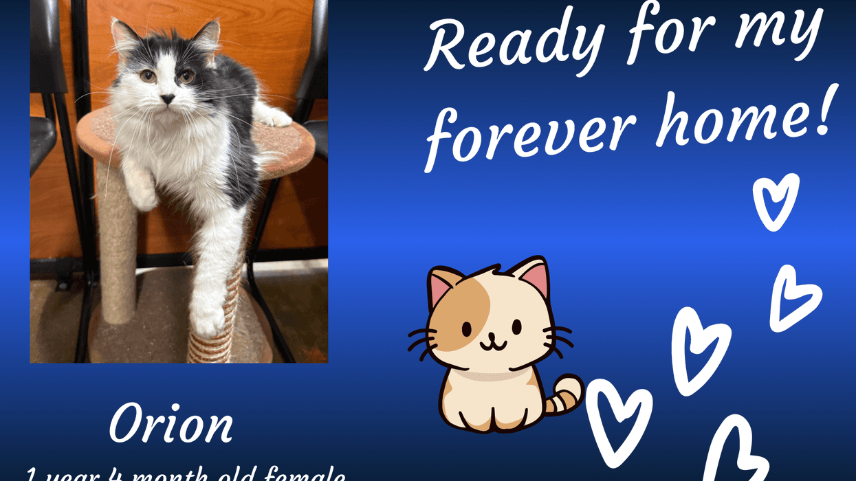 Orion, a fluffy gray and white cat