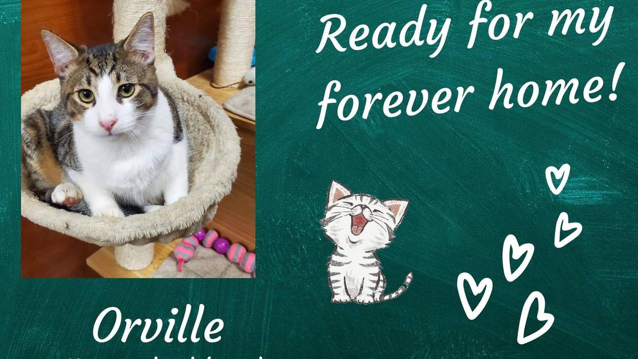 Orville, a seven month old tabby kitten