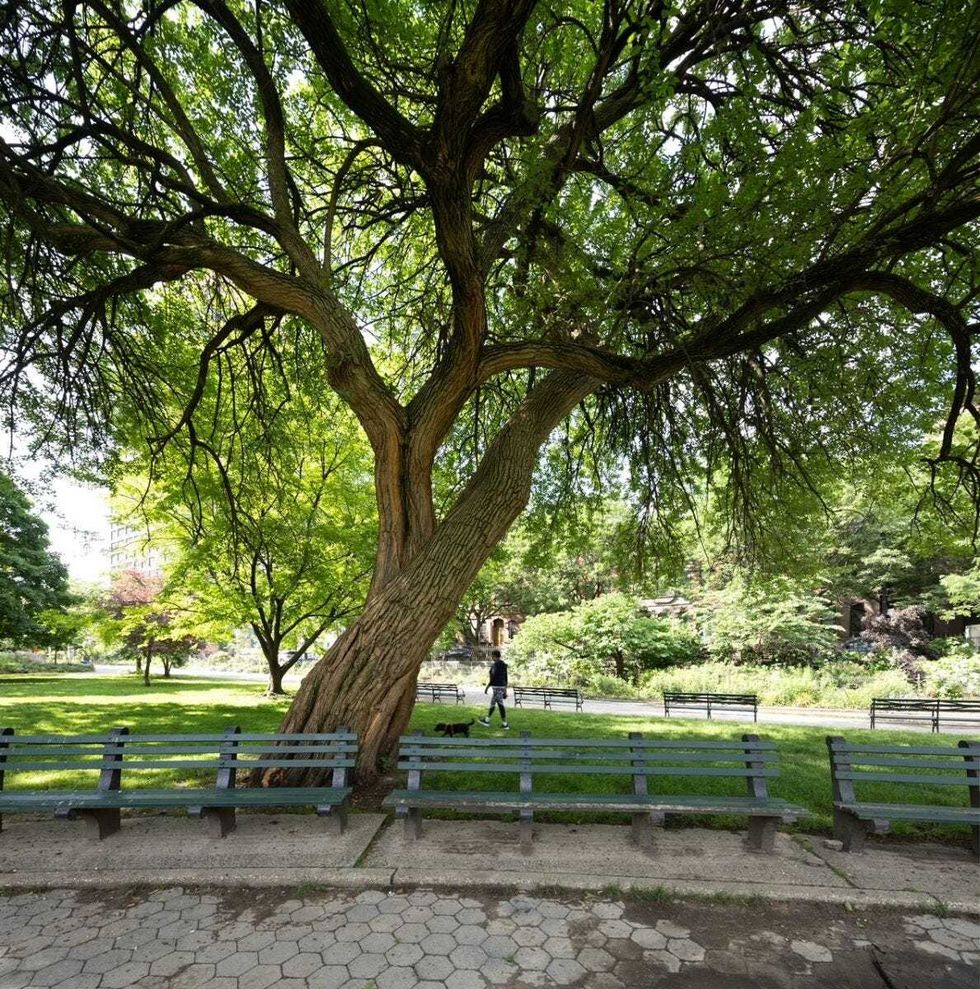 Osage Orange Tree in Marcus Garvey Park, Manhattan