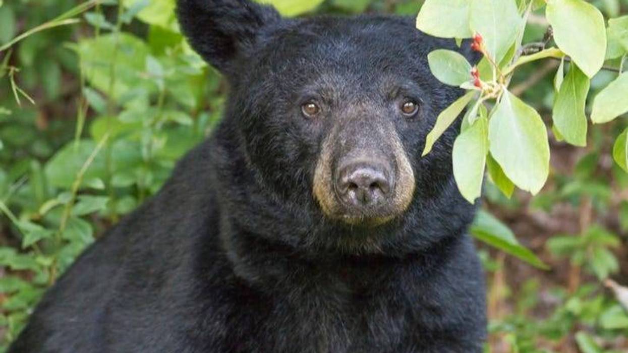 oso