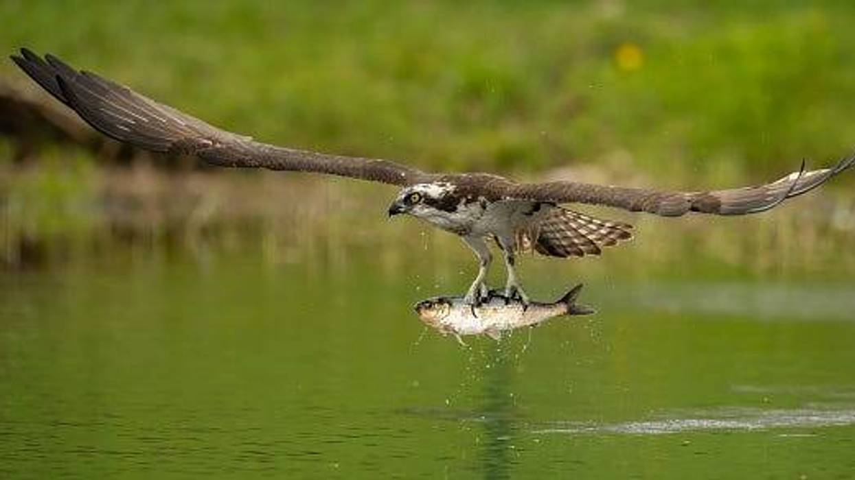 Osprey