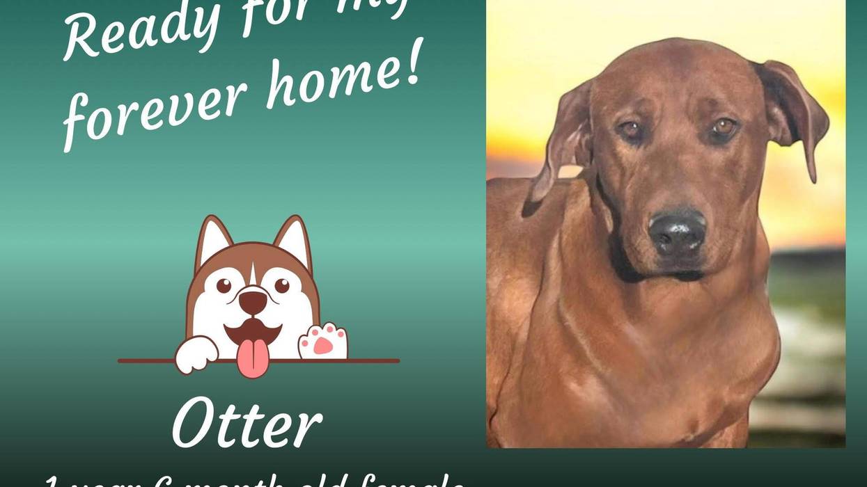Otter, a year and a half old large brown mixed breed dog