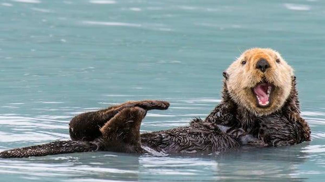 Otter swimming in the sea