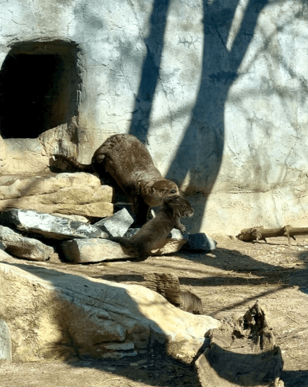otter