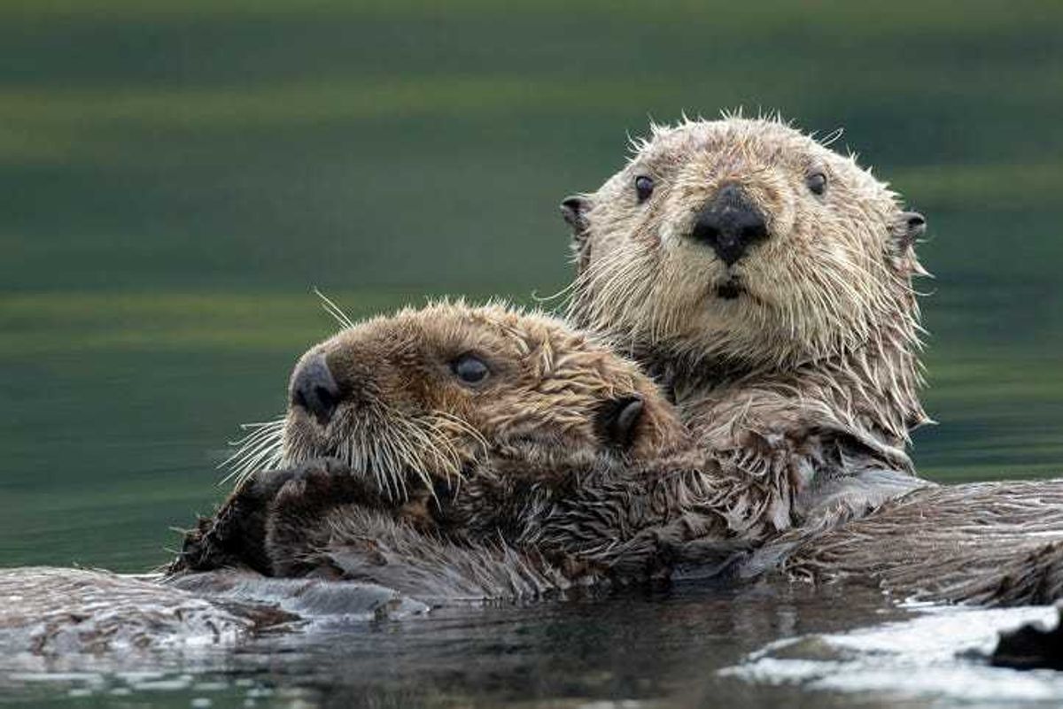 otters