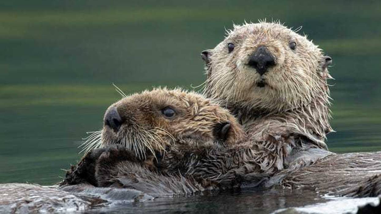 otters