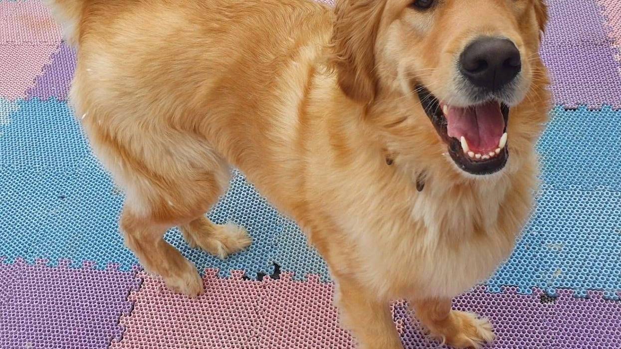 Our KNX Hero of the Week is helping abused and neglected Golden Retrievers find their forever home!